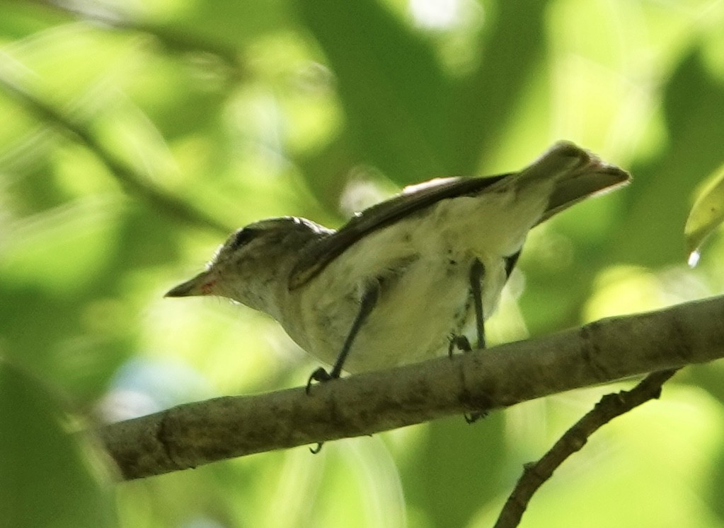 Warbling Vireo - ML615665359