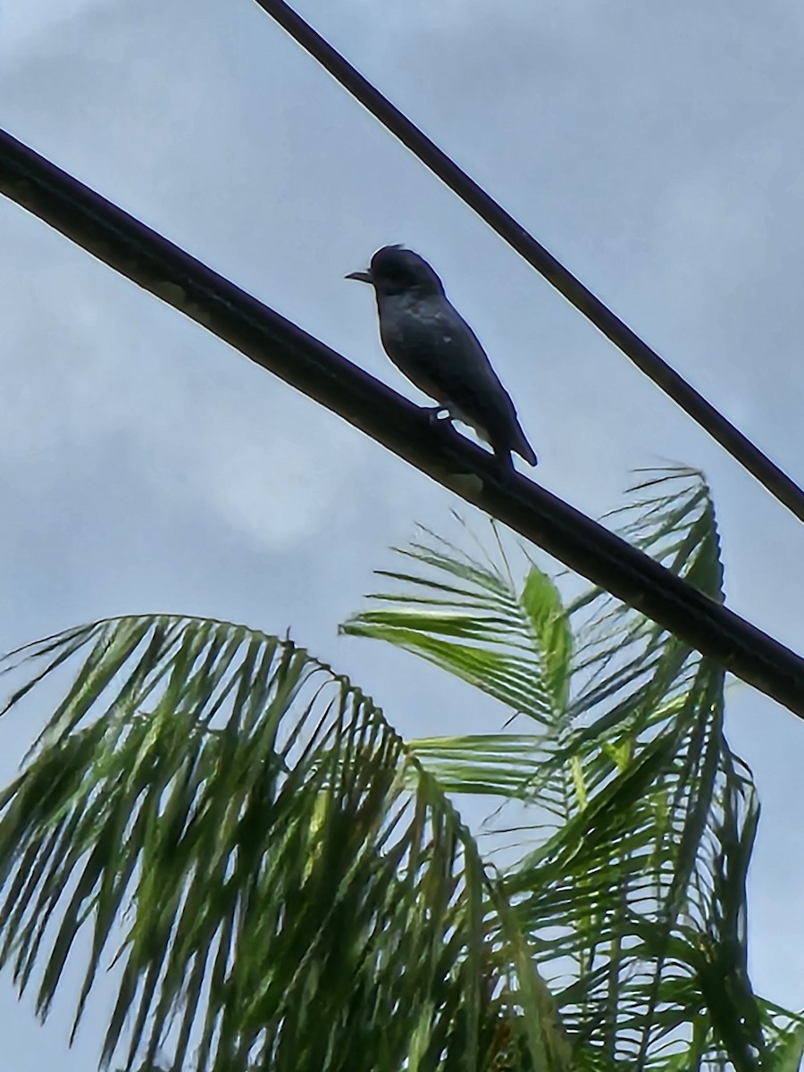 Swallow-winged Puffbird - ML615665364