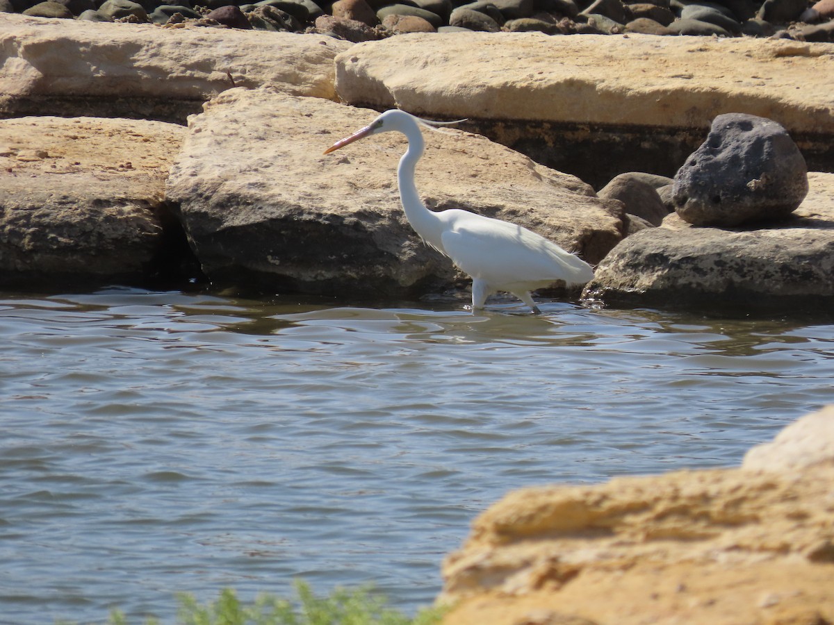 Western Reef-Heron - ML615665376