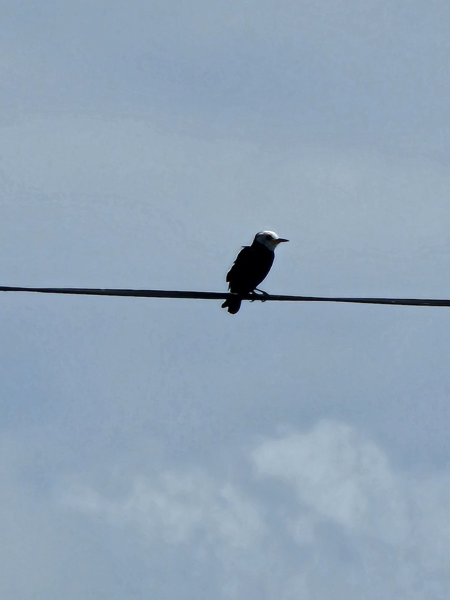 White-headed Marsh Tyrant - ML615665377