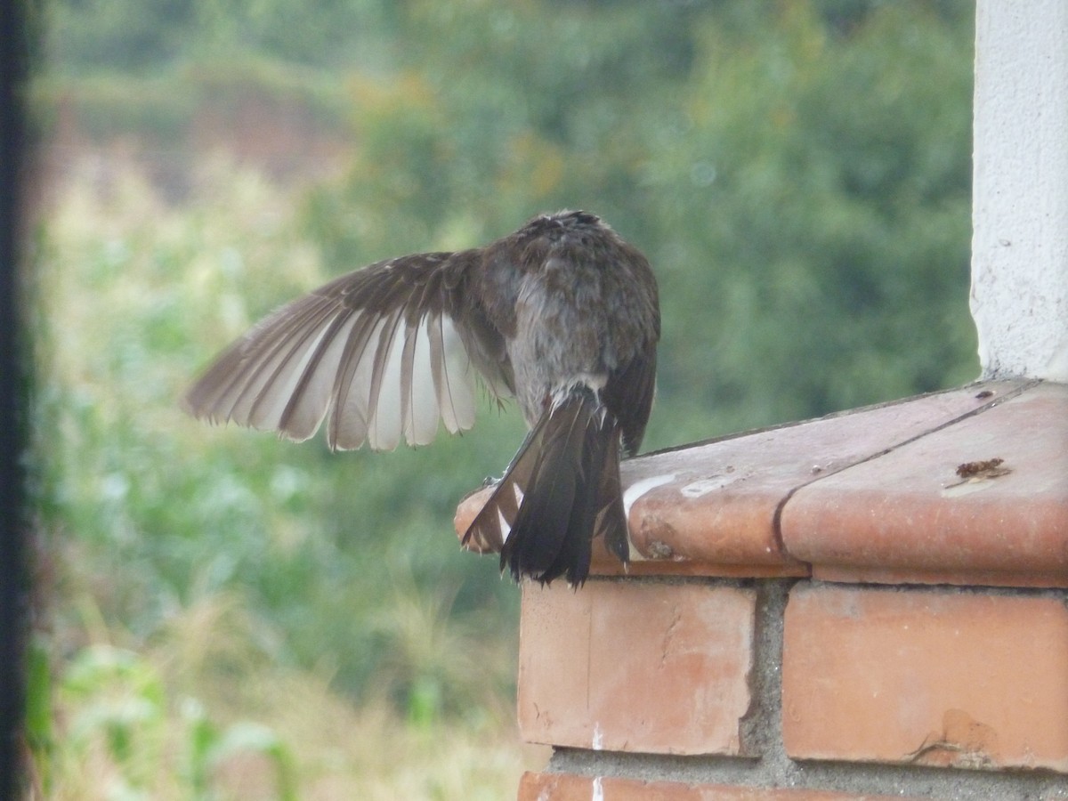 Red-vented Bulbul - Arend van Riessen