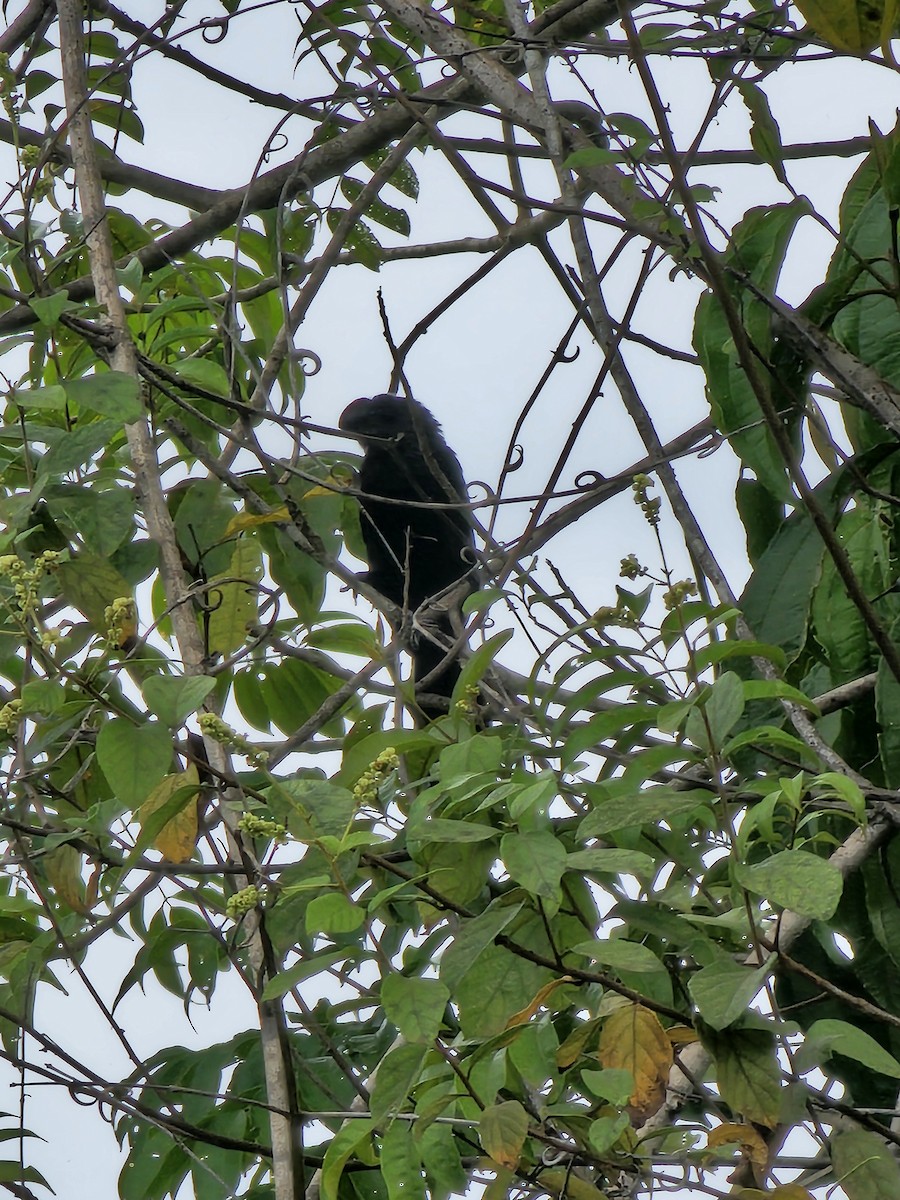 Smooth-billed Ani - Wim Jacobs