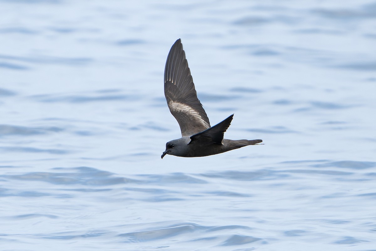 Markham's Storm-Petrel - ML615665456