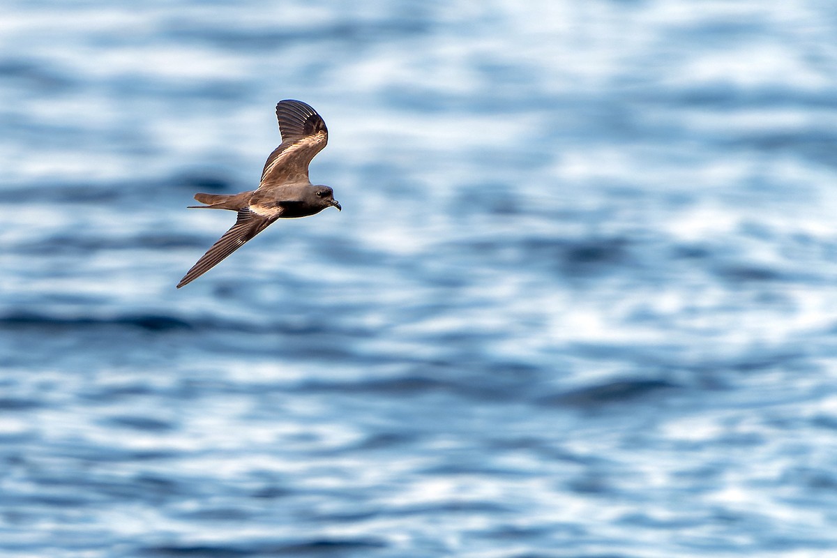 Markham's Storm-Petrel - Daniel López-Velasco | Ornis Birding Expeditions