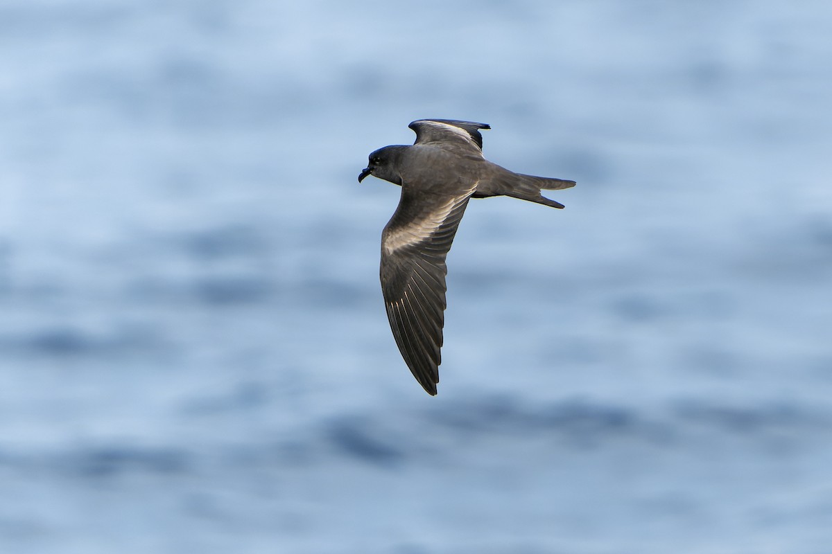 Markham's Storm-Petrel - ML615665469