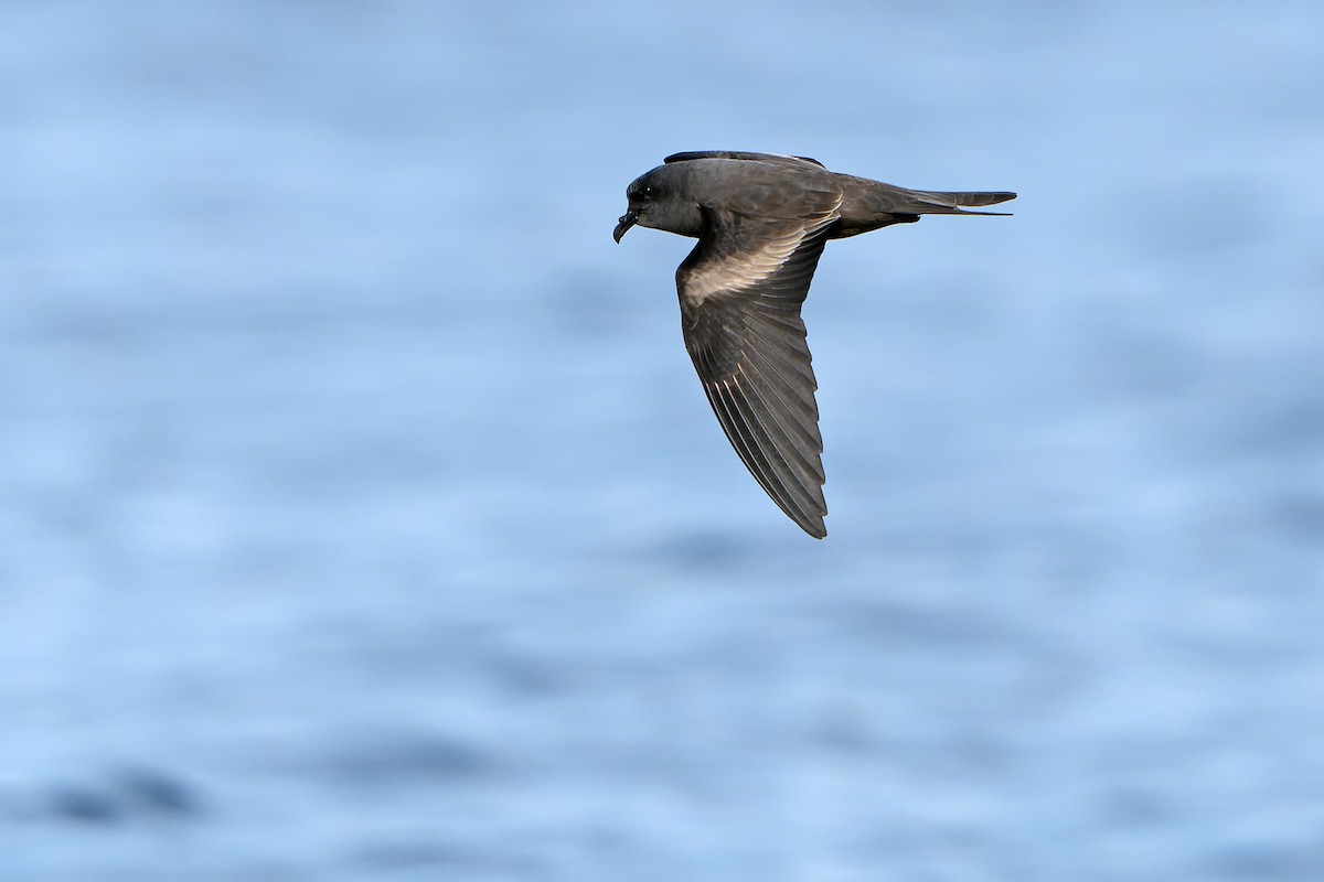 Markham's Storm-Petrel - ML615665470