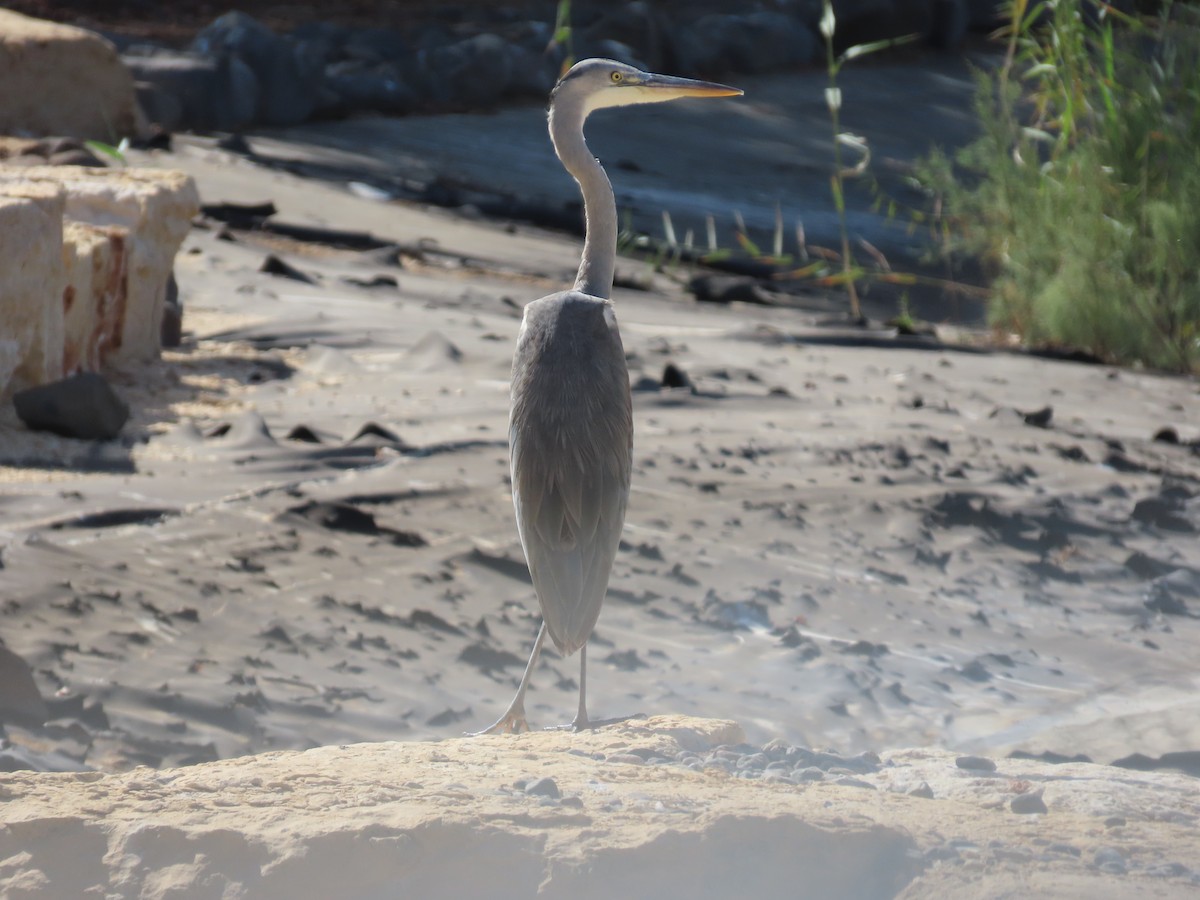 Gray Heron - ML615665479