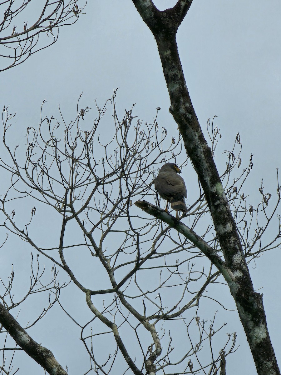 Roadside Hawk - ML615665490