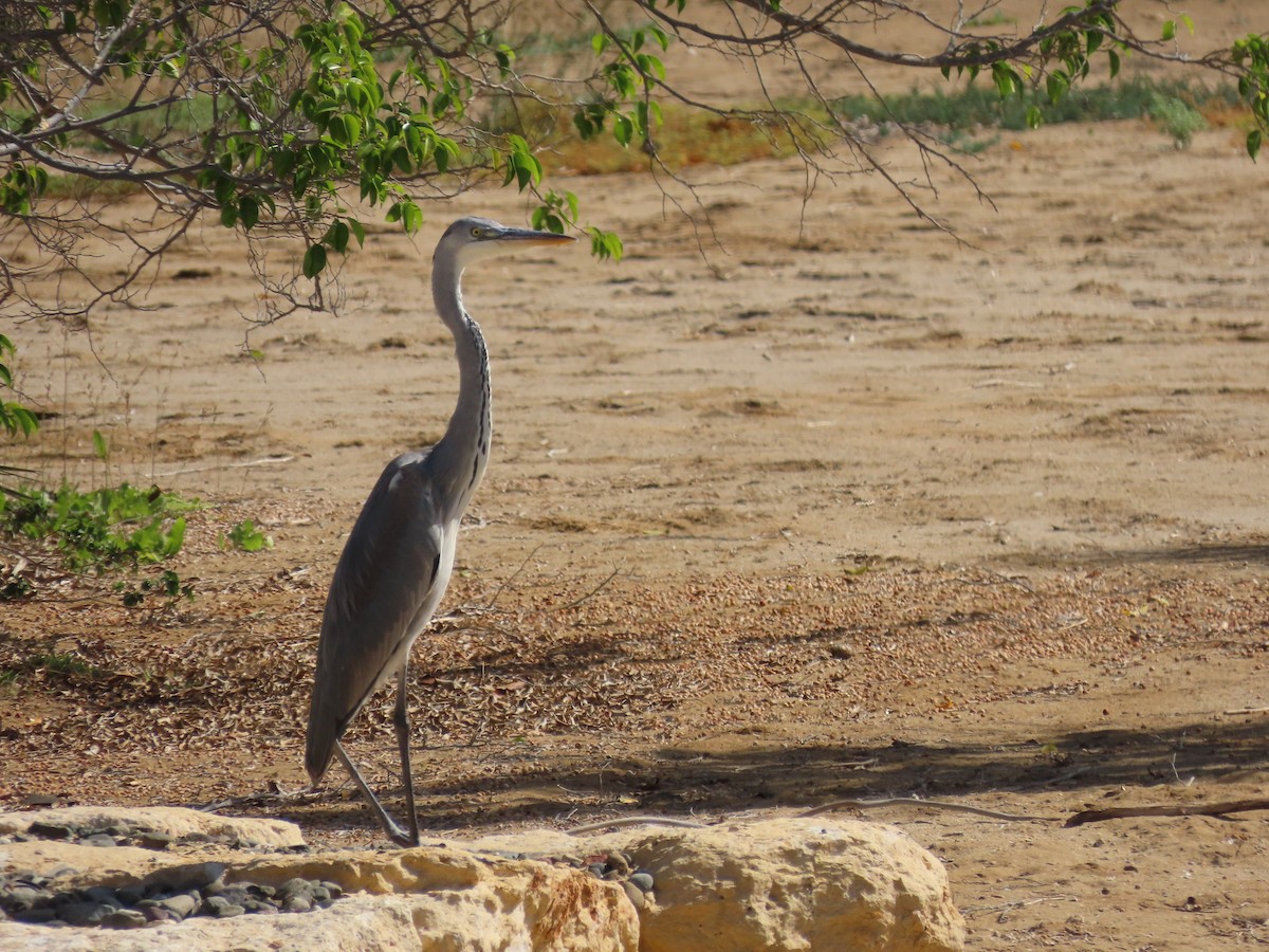 Gray Heron - ML615665507