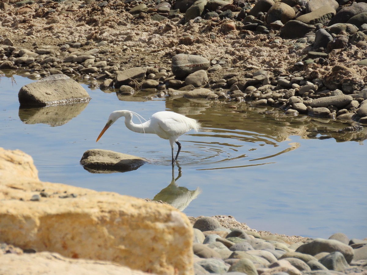 Western Reef-Heron - ML615665521