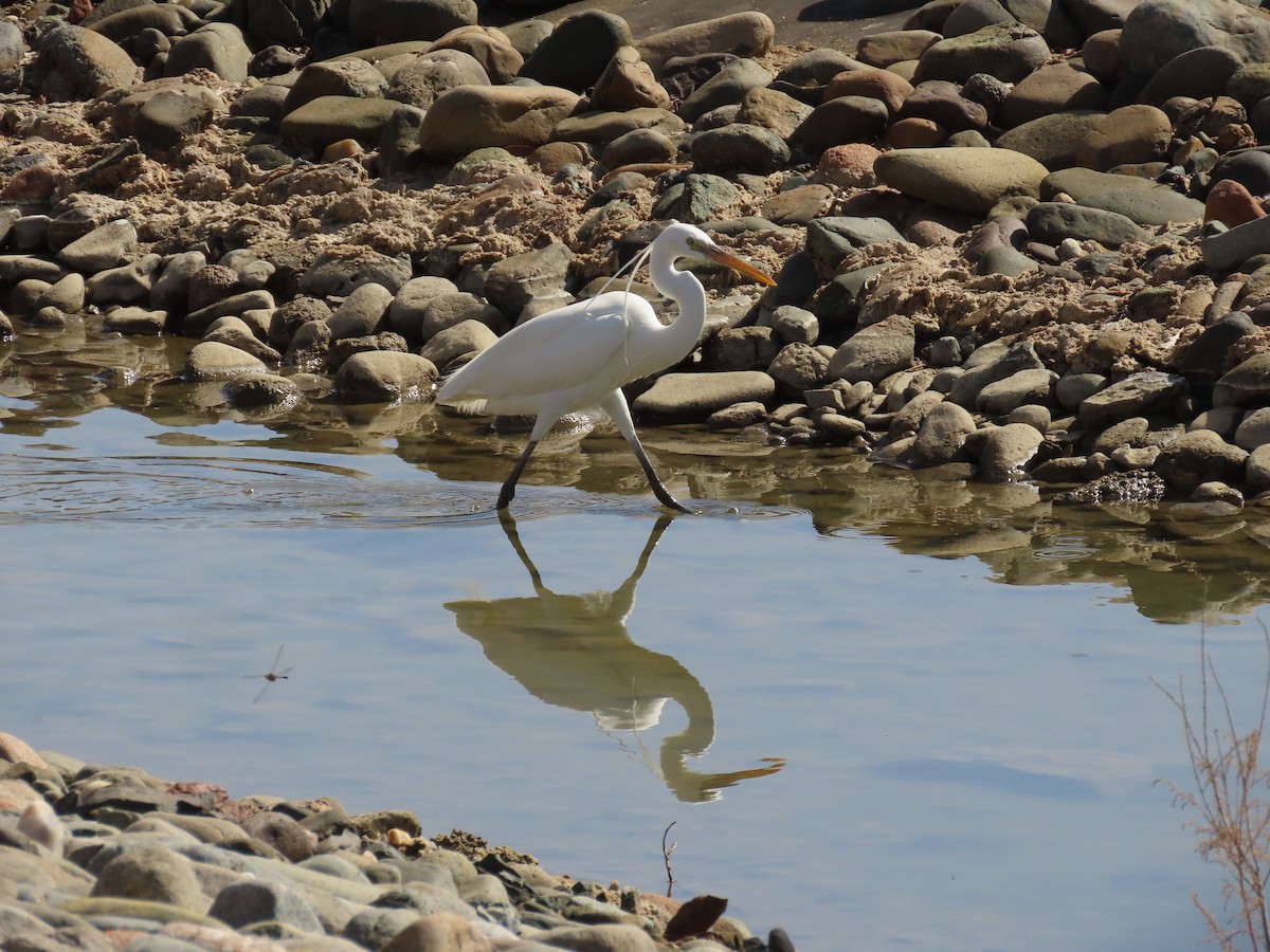 Western Reef-Heron - ML615665522