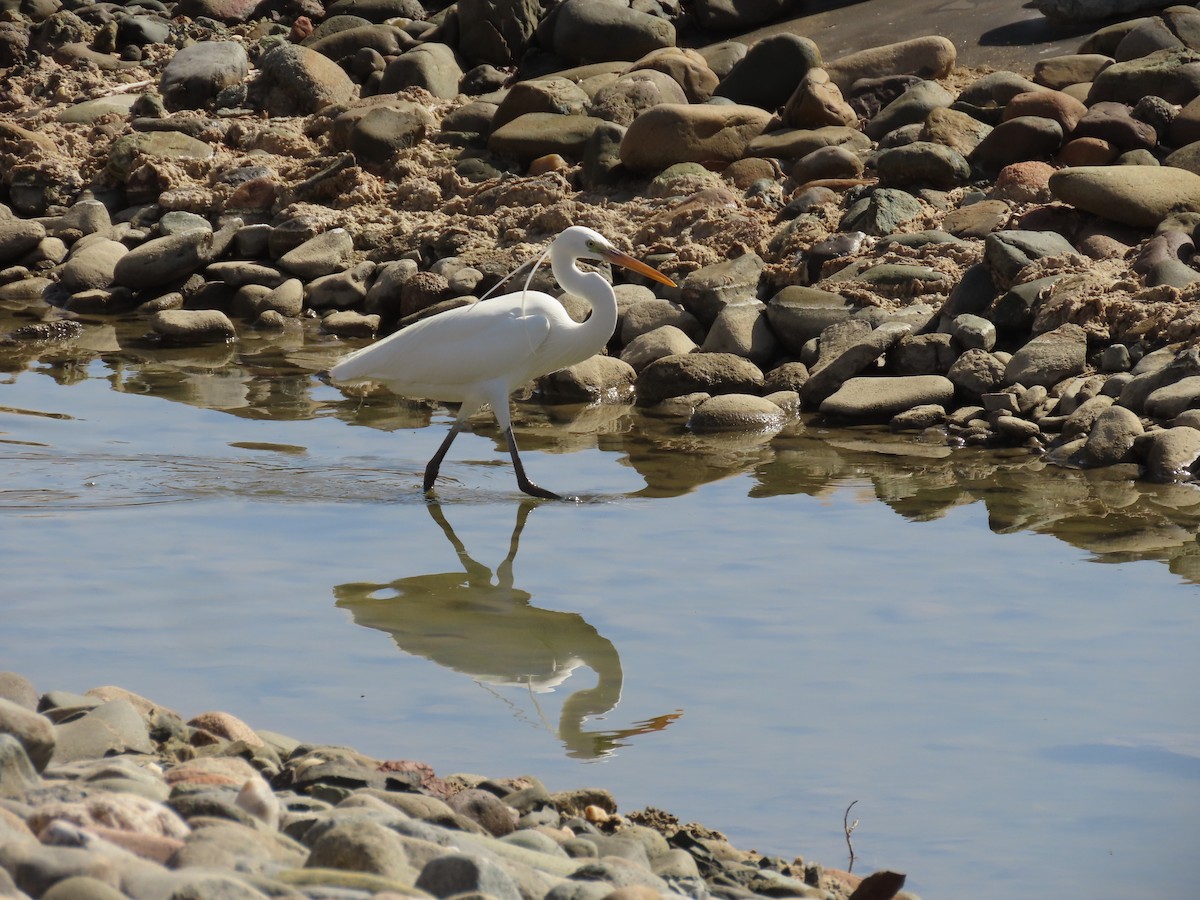 Western Reef-Heron - ML615665523