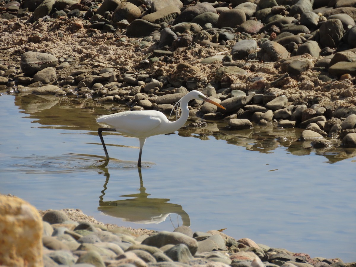 Western Reef-Heron - ML615665524