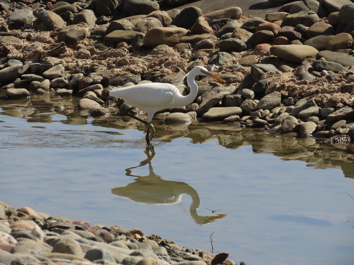 Western Reef-Heron - Ute Langner