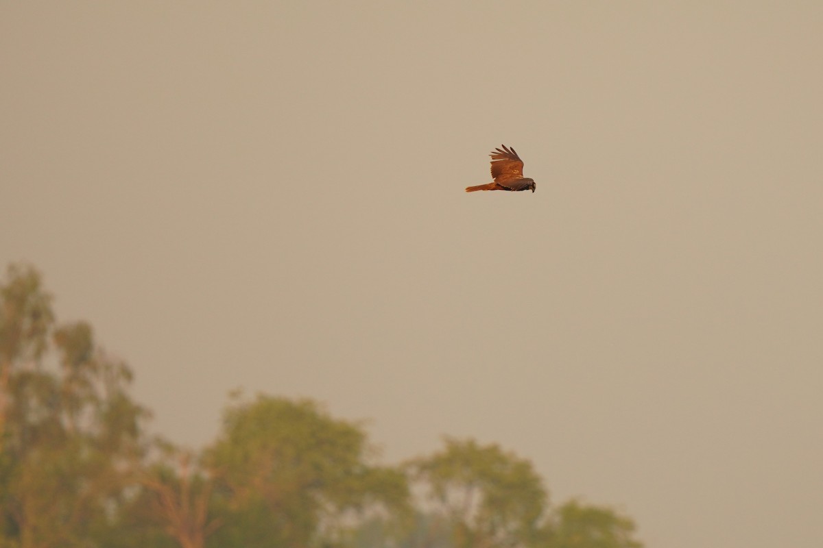 Western Marsh Harrier - ML615665544