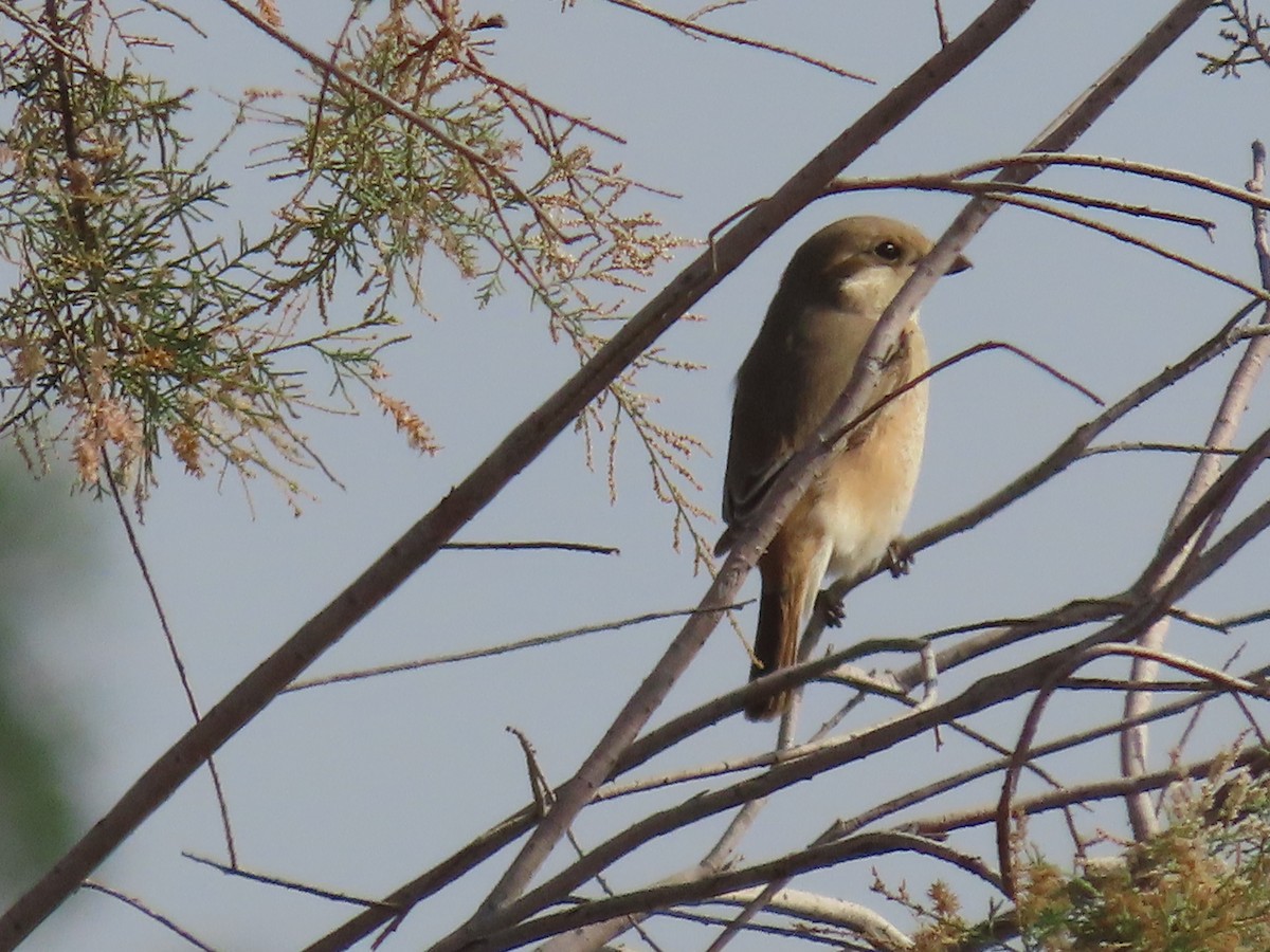 Isabelline Shrike - ML615665568