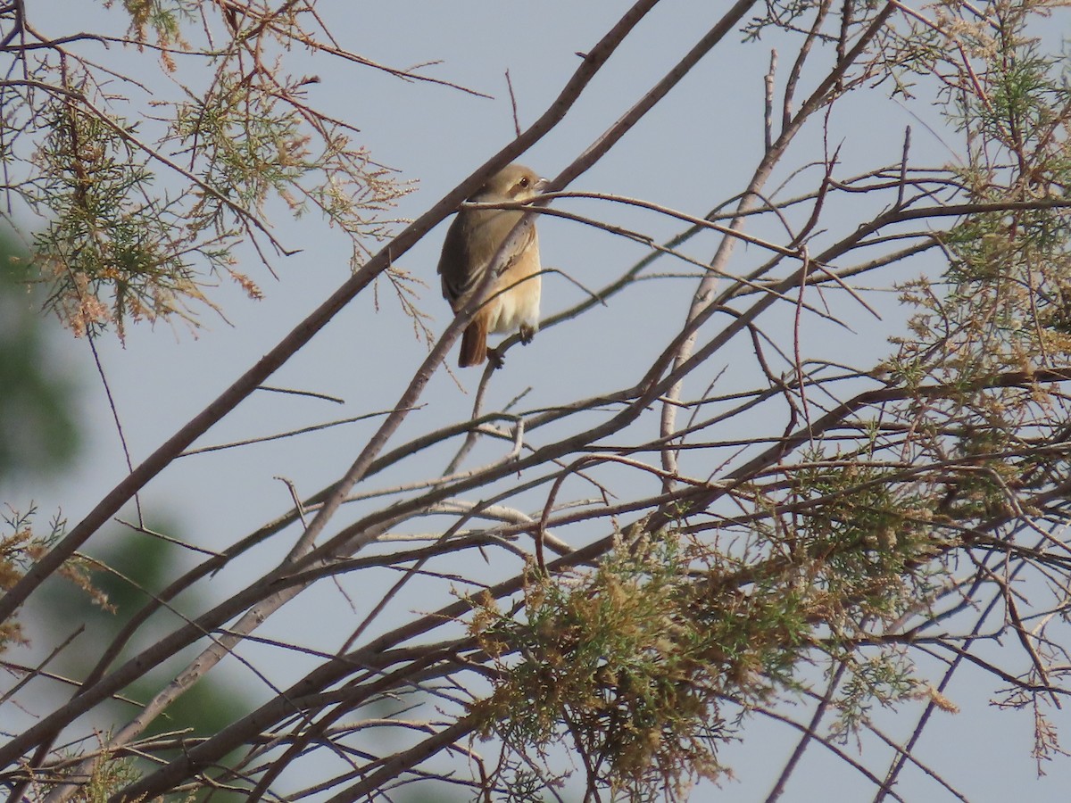 Isabelline Shrike - ML615665570