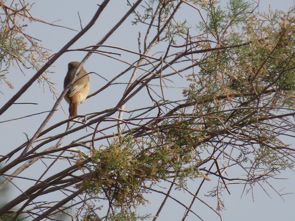 Isabelline Shrike - ML615665571