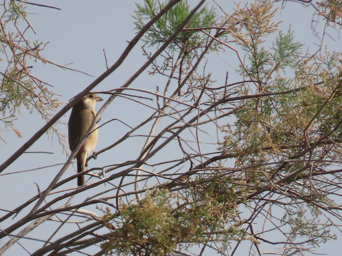 Isabelline Shrike - ML615665572