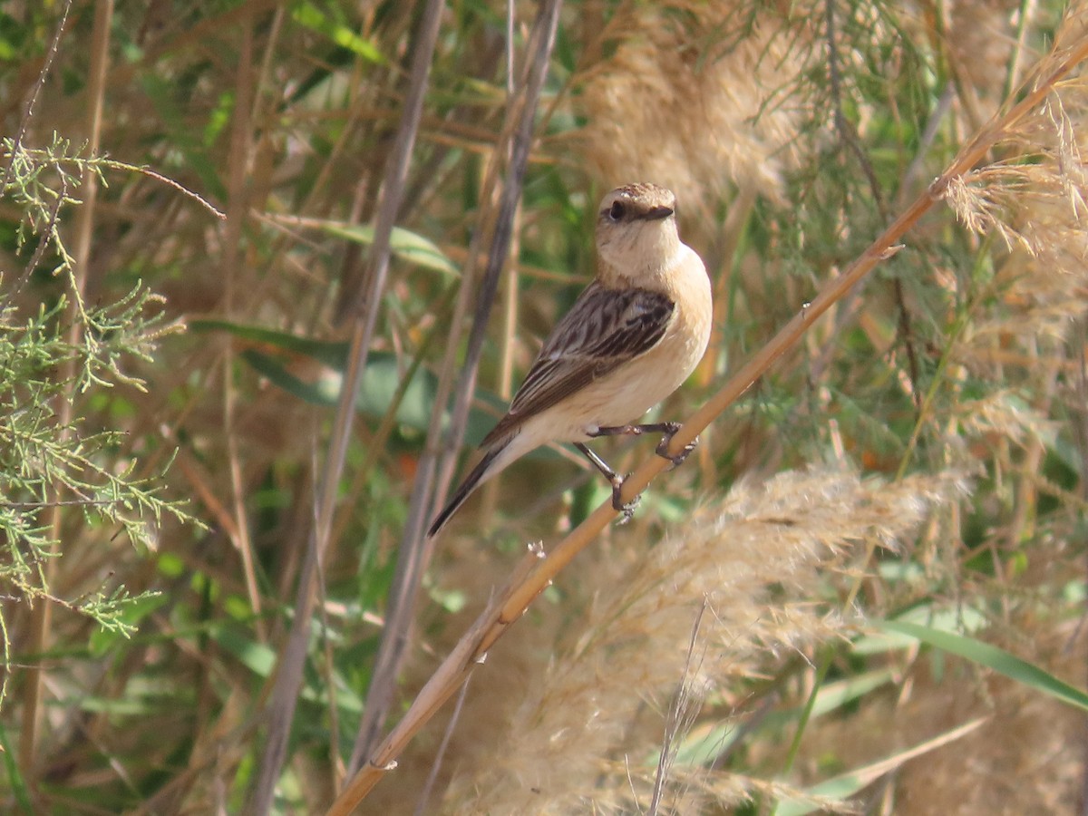 Siberian Stonechat - ML615665660