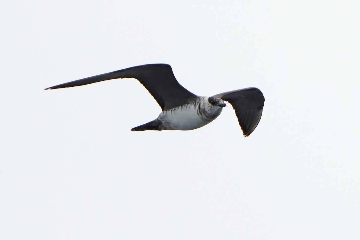Long-tailed Jaeger - ML615665706