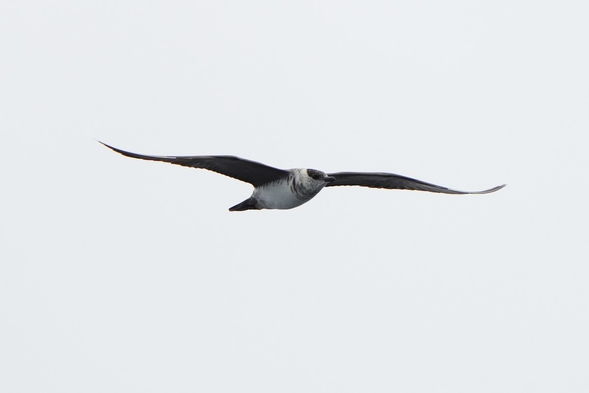 Long-tailed Jaeger - ML615665707
