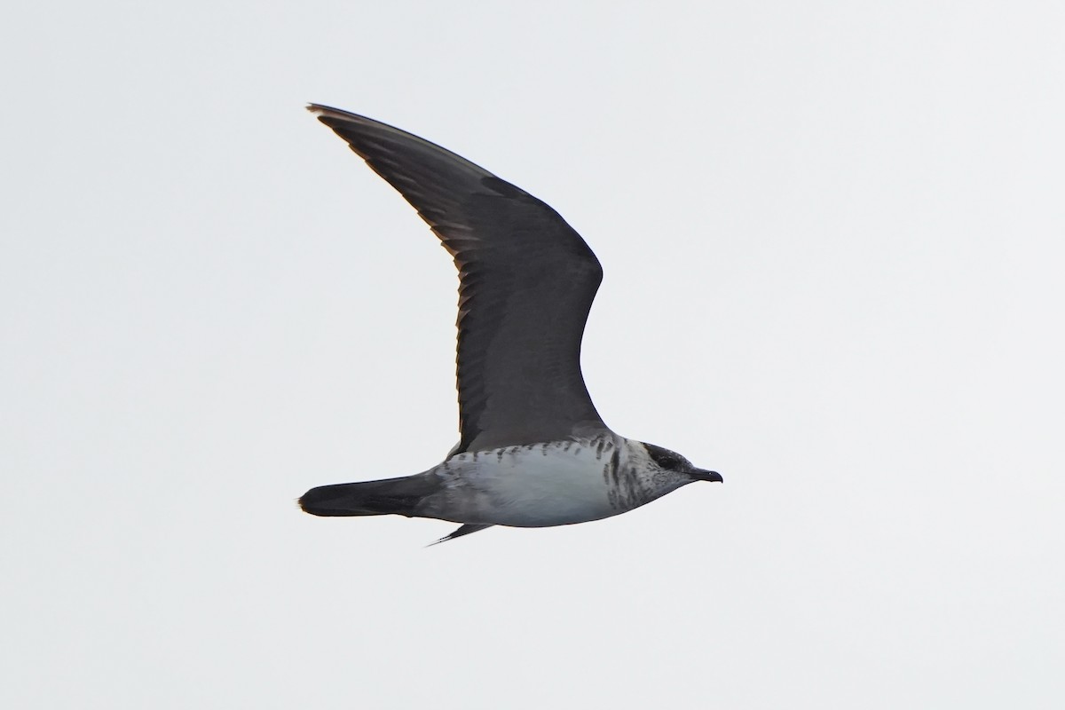 Long-tailed Jaeger - ML615665708
