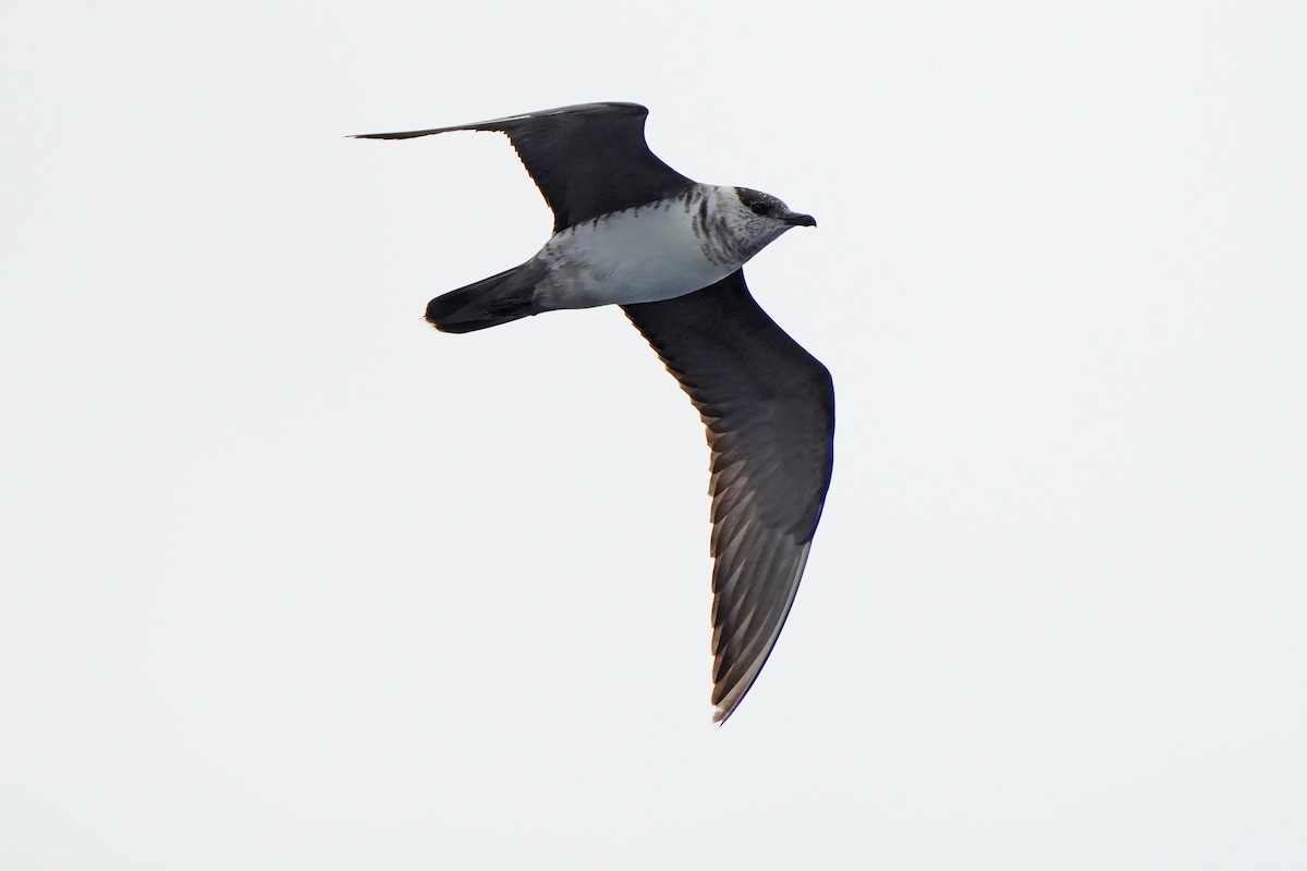 Long-tailed Jaeger - ML615665709