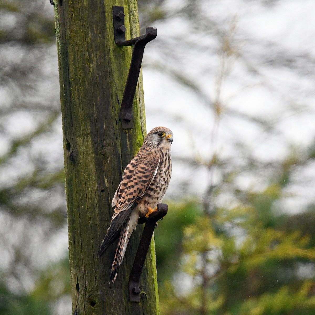 Eurasian Kestrel - James Taylor