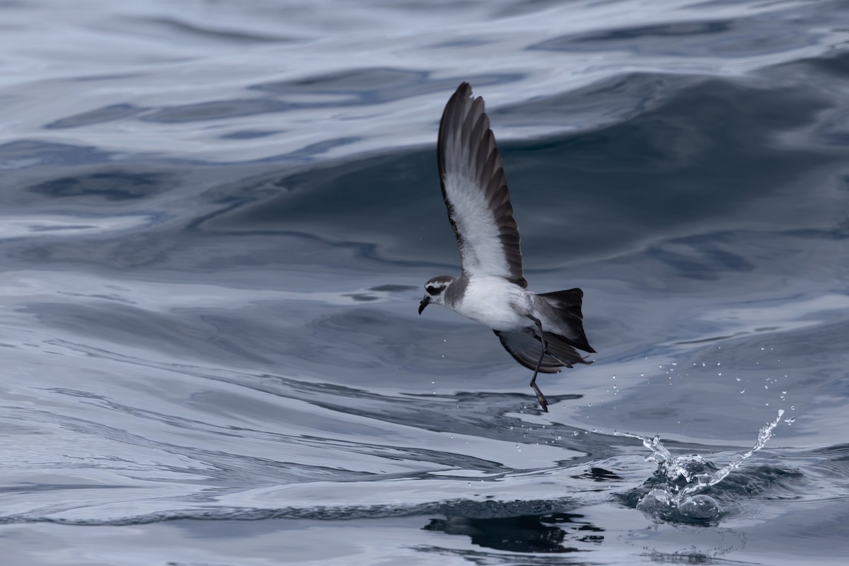 White-faced Storm-Petrel - ML615665777
