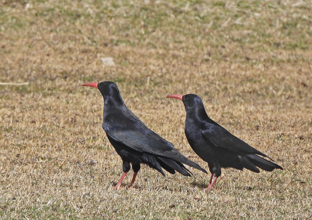 Red-billed Chough (Red-billed) - ML615665781