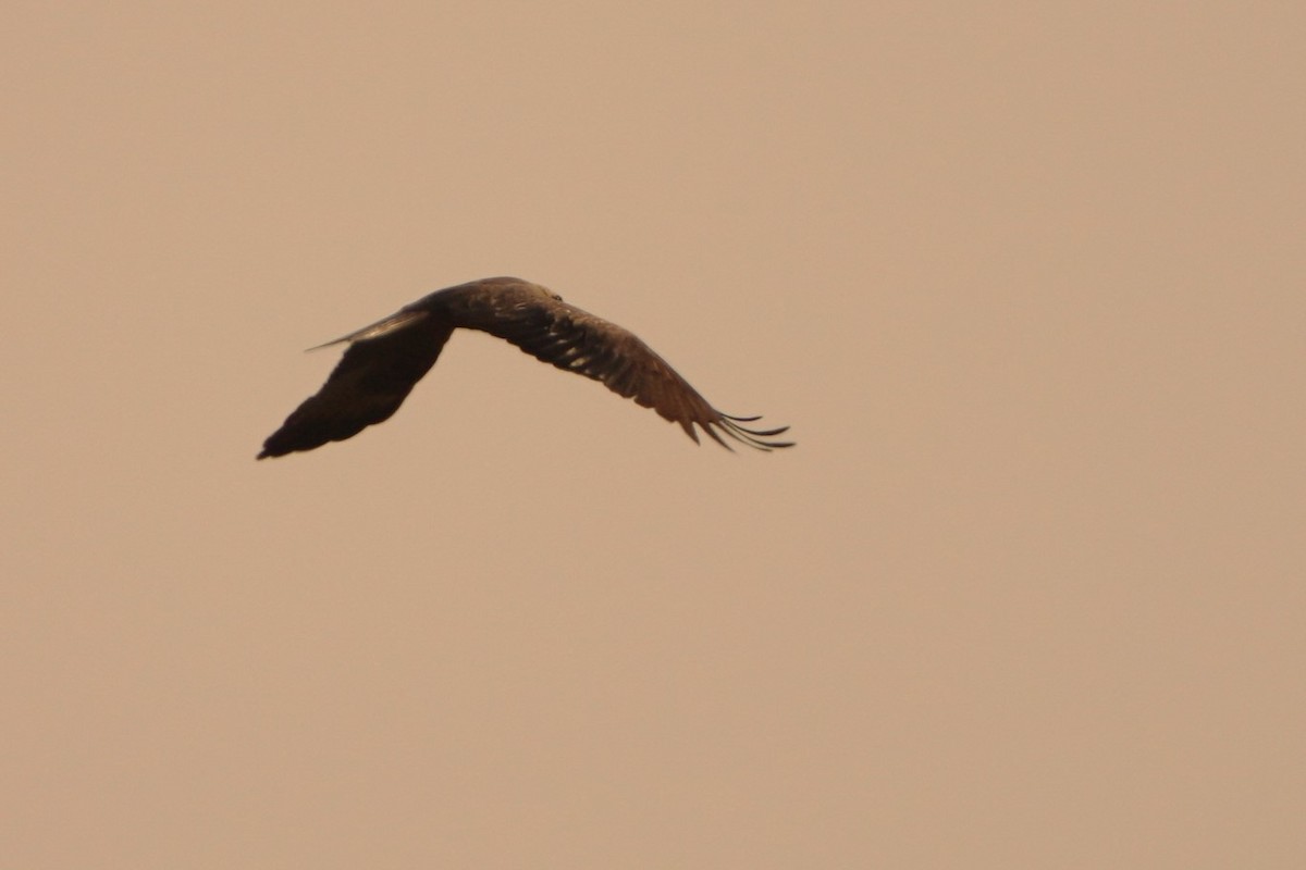 Black Kite - ML615665839