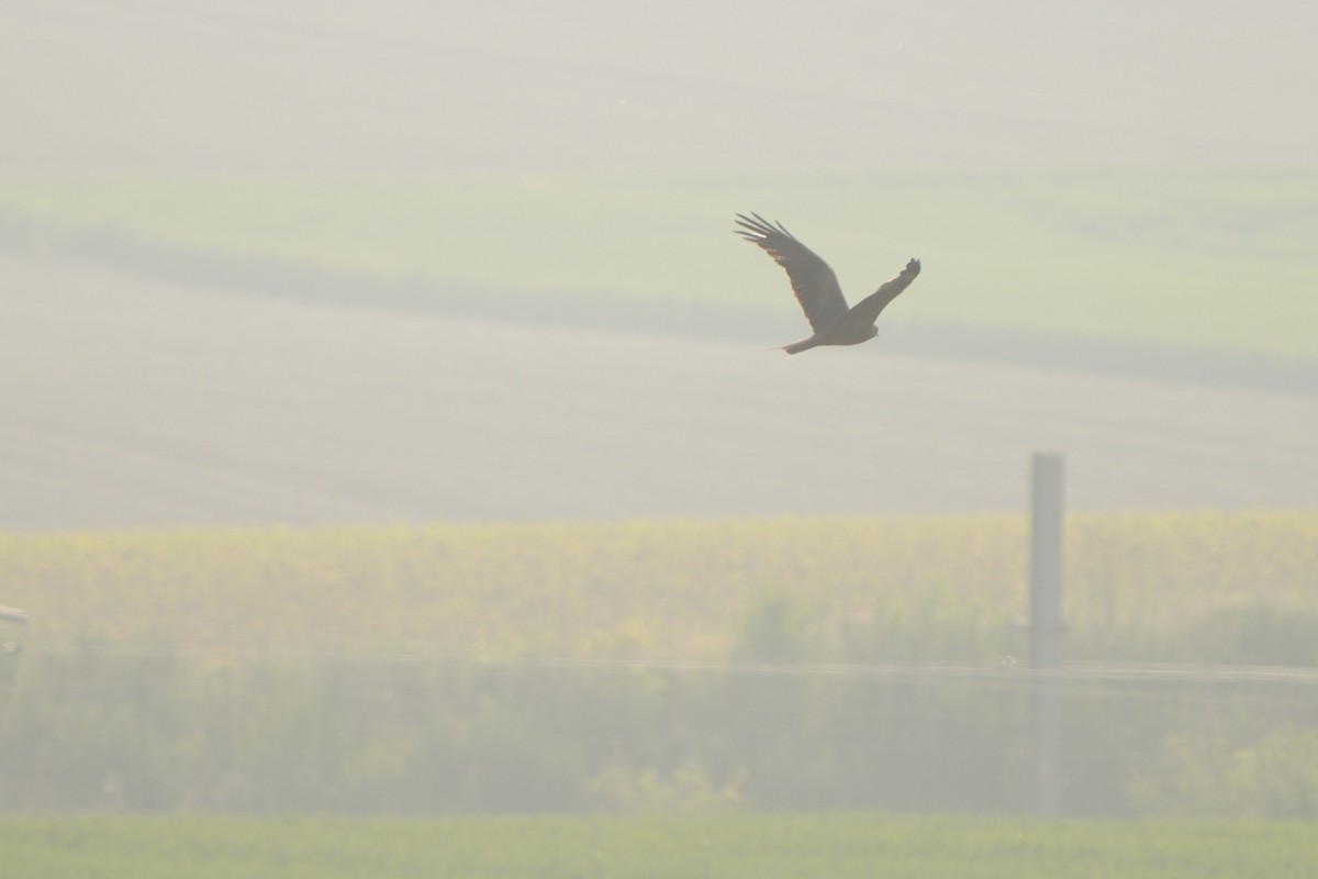 Black Kite - ML615665841