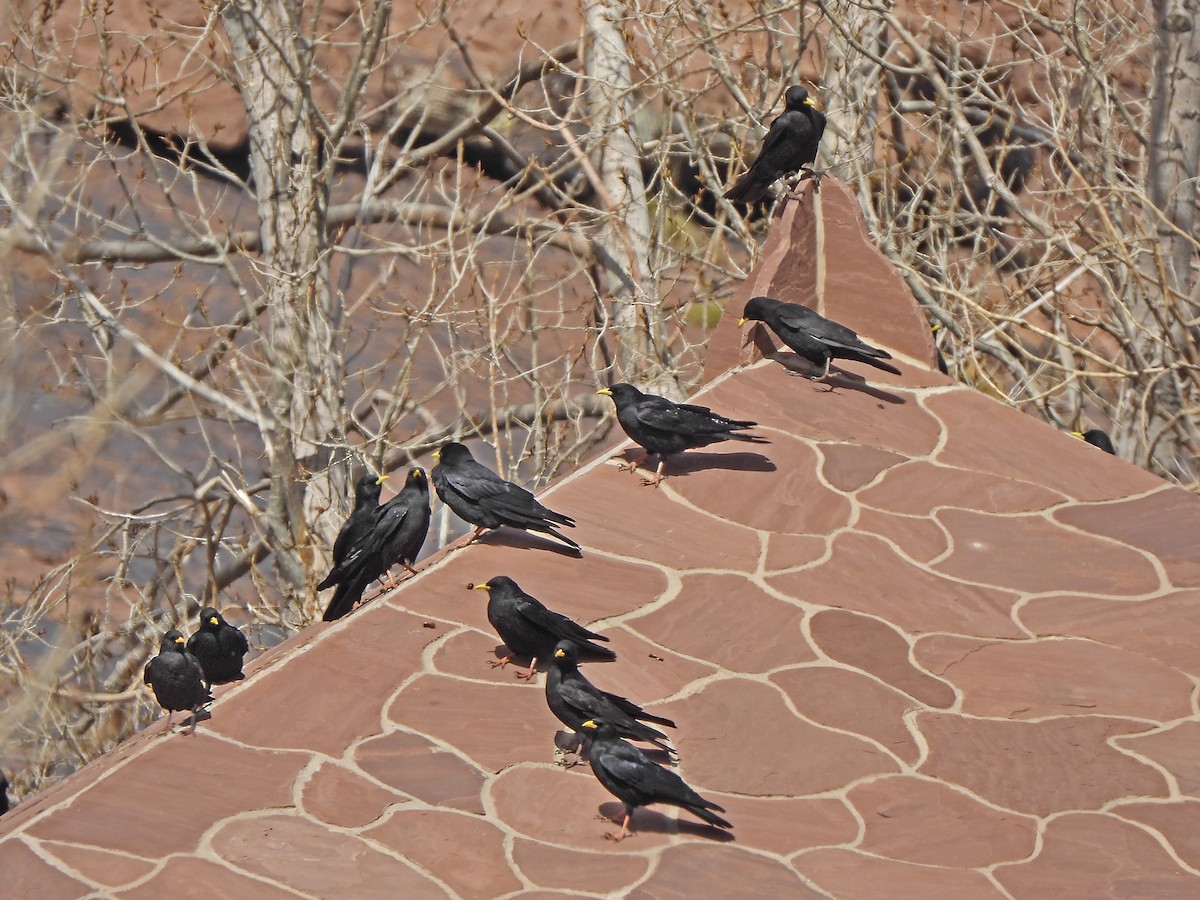 Yellow-billed Chough - ML615665842