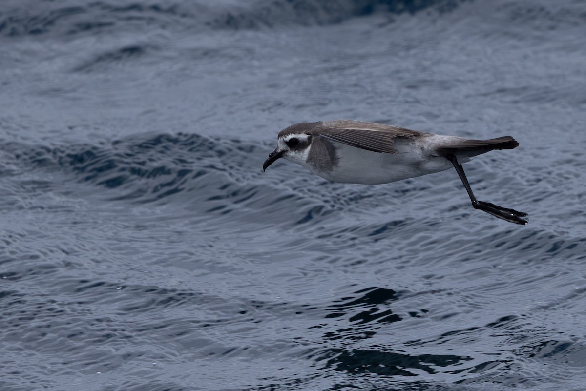 White-faced Storm-Petrel - ML615665858