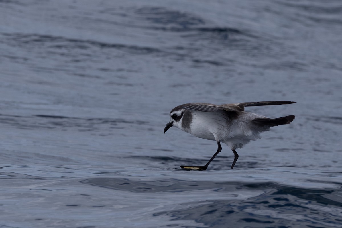 White-faced Storm-Petrel - ML615665884