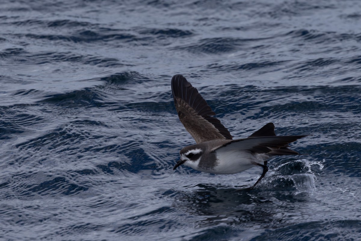 White-faced Storm-Petrel - ML615665885