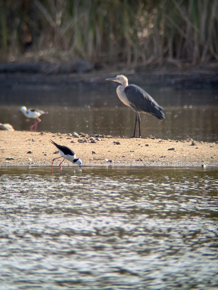 Pacific Heron - ML615665914