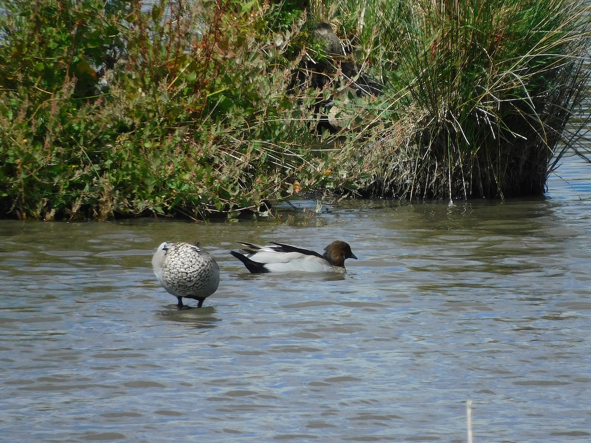 Maned Duck - ML615665918
