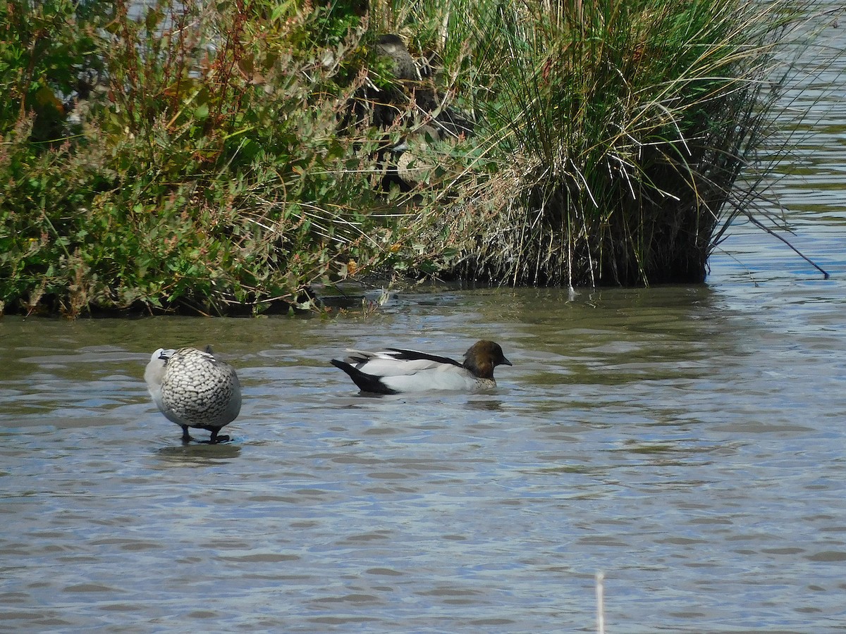 Maned Duck - ML615665919