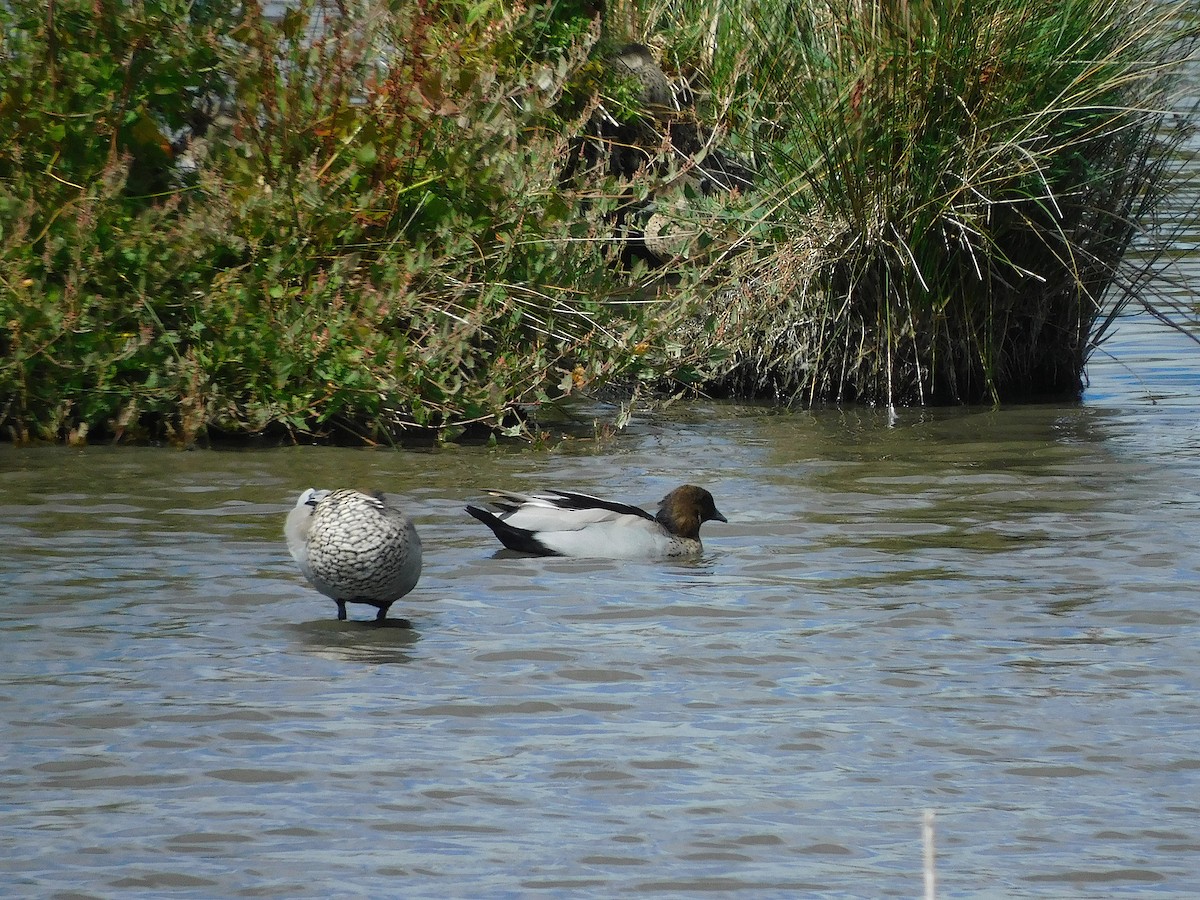 Maned Duck - ML615665920