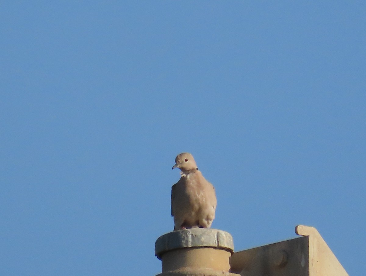 Eurasian Collared-Dove - ML615665933