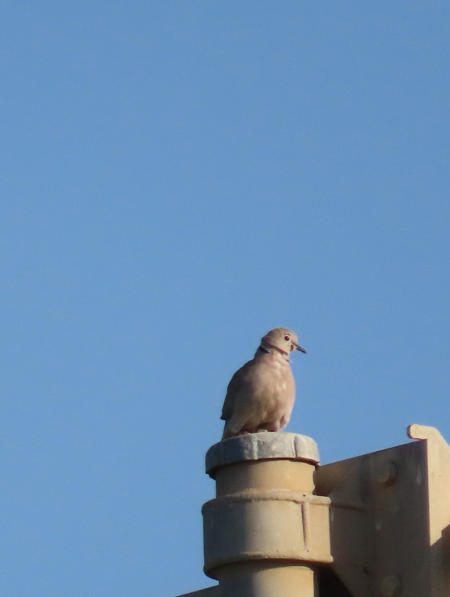 Eurasian Collared-Dove - ML615665934