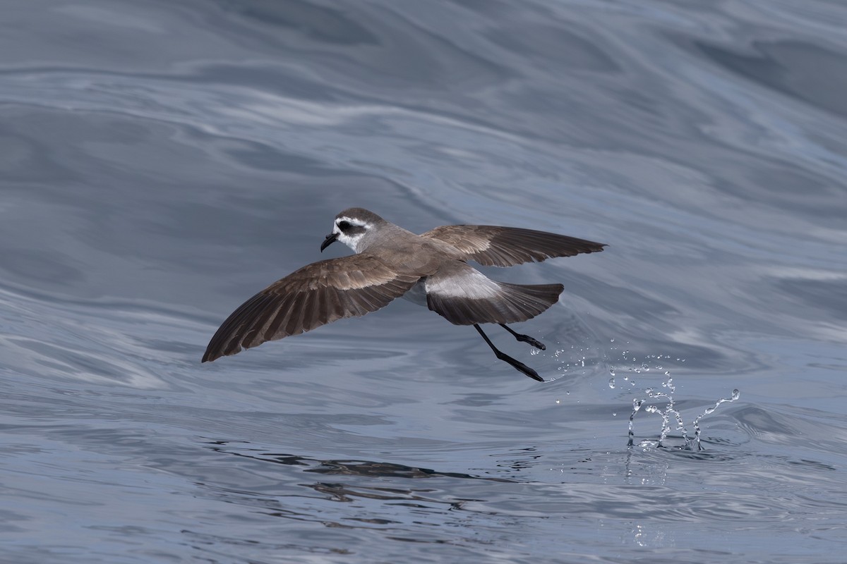 White-faced Storm-Petrel - ML615665963