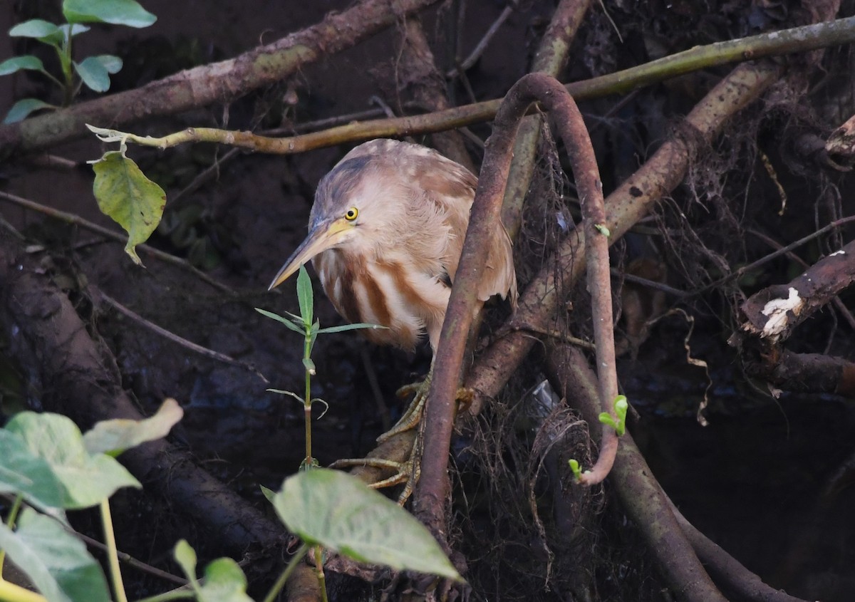 Yellow Bittern - ML615665975