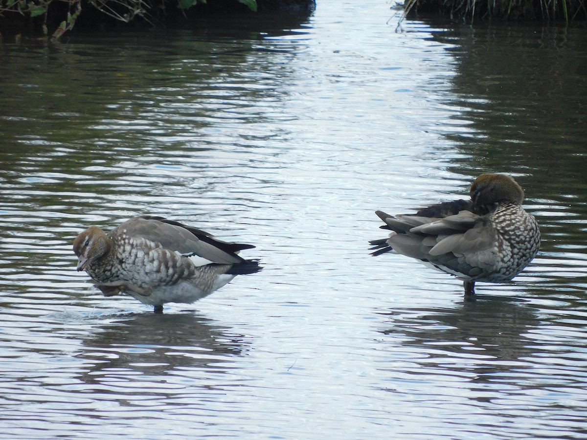 Maned Duck - ML615665999