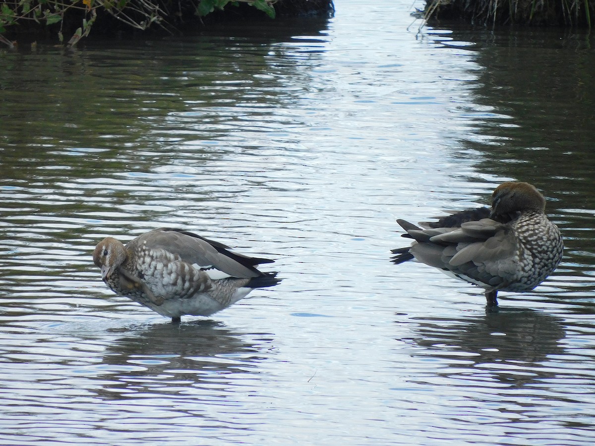 Maned Duck - ML615666000
