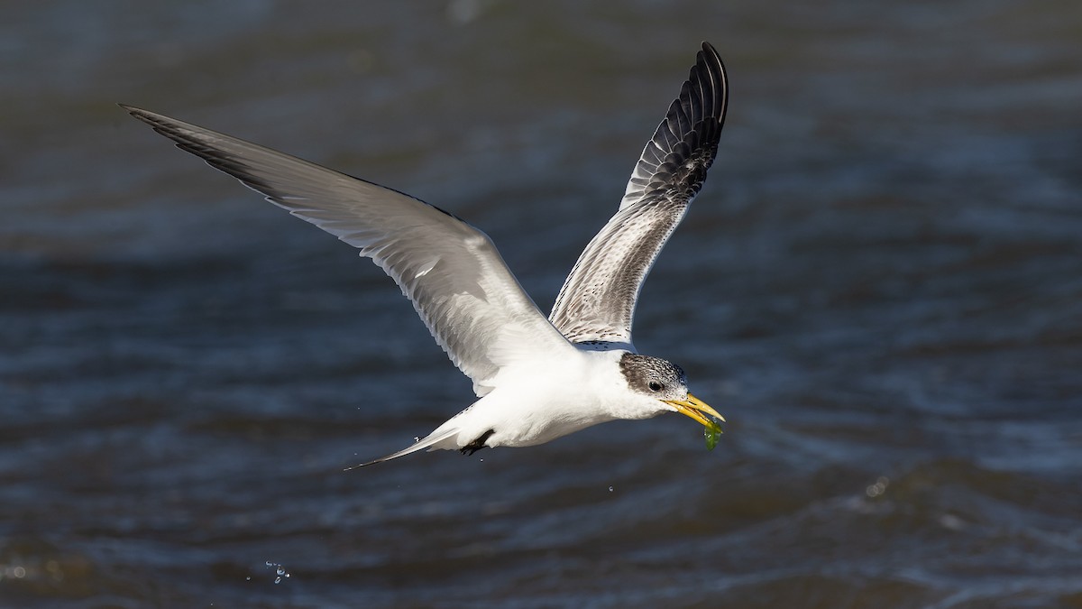 Great Crested Tern - ML615666008
