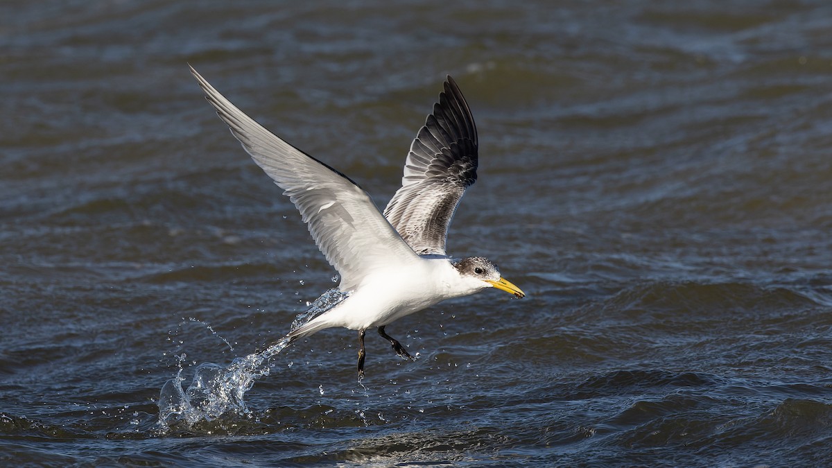 Great Crested Tern - ML615666010