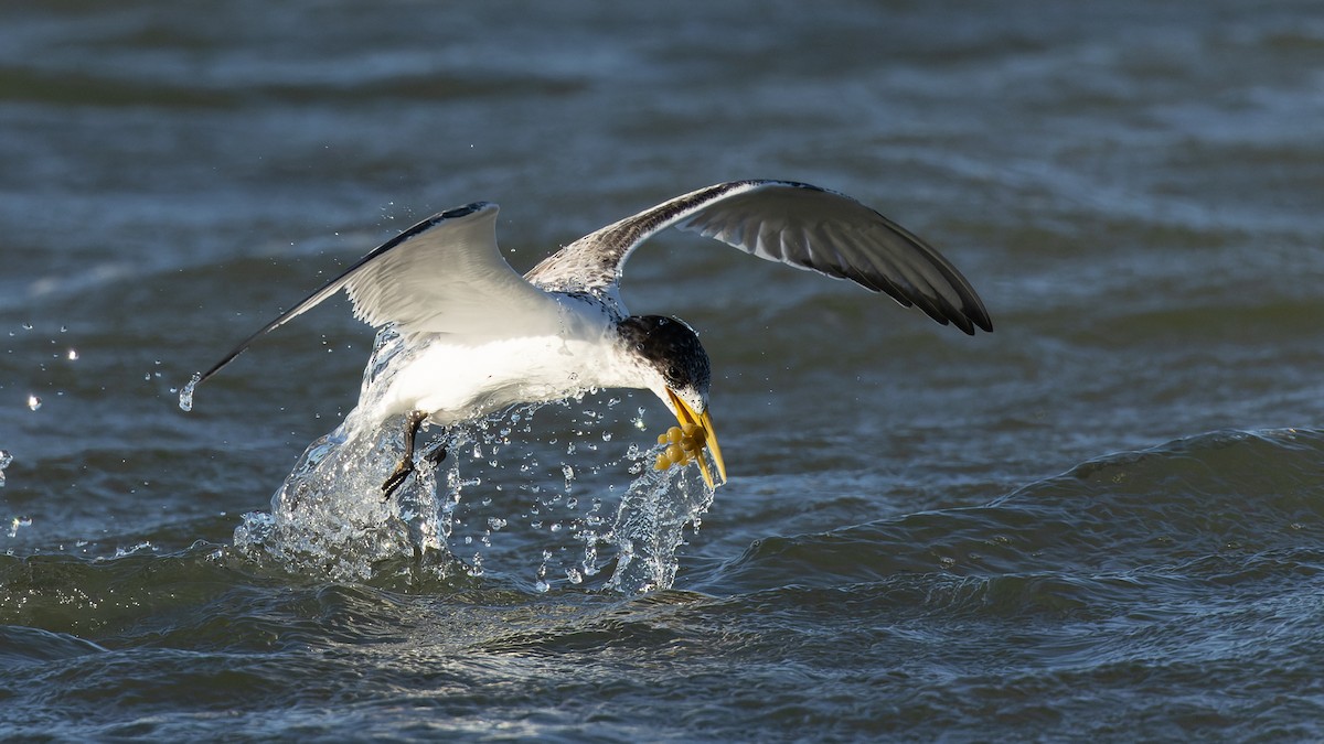 Great Crested Tern - ML615666011
